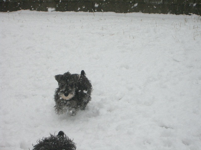 雪で遊ぶシュナウザーの仔犬
